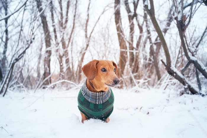 雪の中に立つ犬