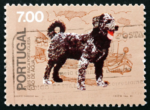 切手に描かれたポーチュギーズウォータードッグ