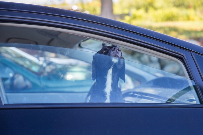 少し開いた車の窓から外の空気を吸う犬