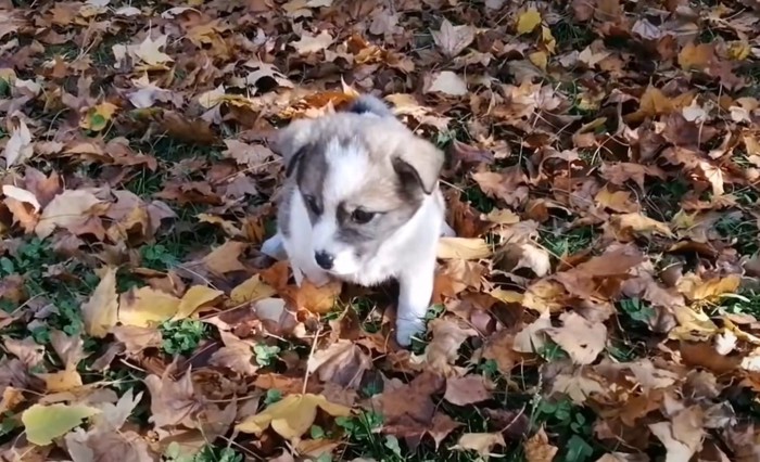 落ち葉の上にいる子犬