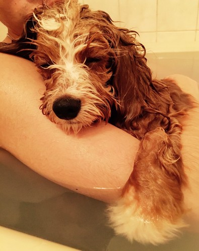 お風呂で寝てる犬