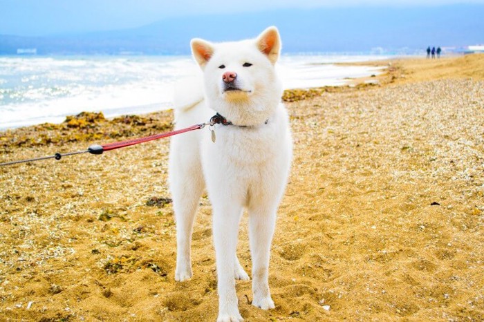 浜辺でお散歩中の秋田犬