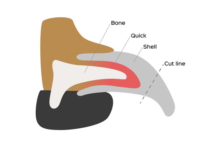 犬の爪の構造図