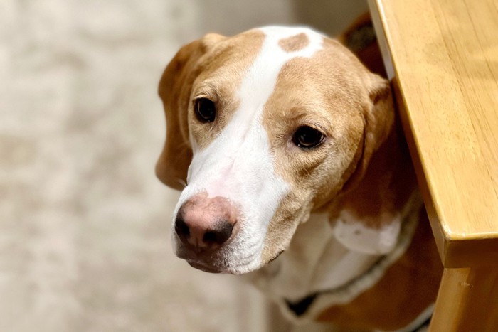 家具の下で不安そうな垂れ耳の犬