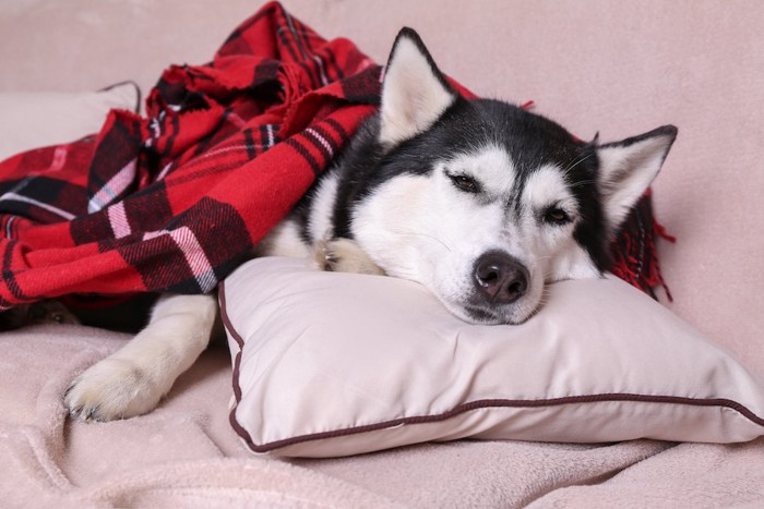 枕を使ってまどろむハスキー犬