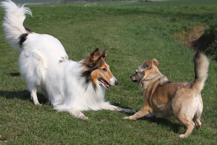 他の犬と遊ぶラフコリー