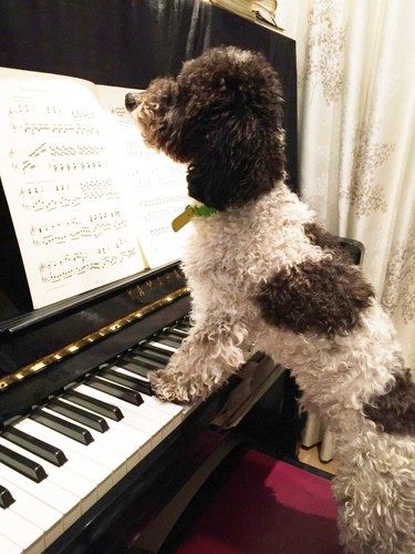 ピアノを弾く犬