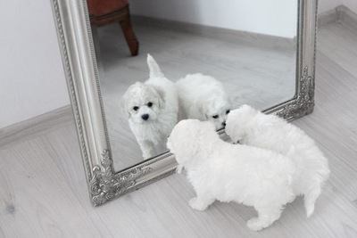 鏡にを覗きこむ２匹のビションフリーゼの幼犬