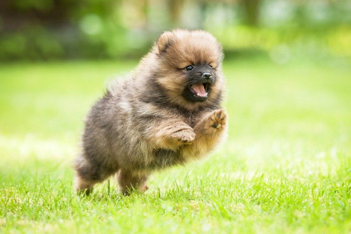 走るポメラニアンの子犬