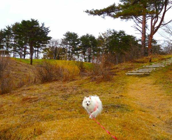 草原を走る犬