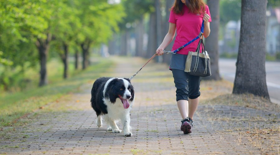女性とお散歩中の犬
