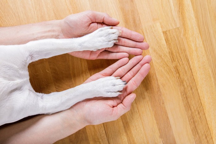 前足を伸ばしている犬の足と人の手