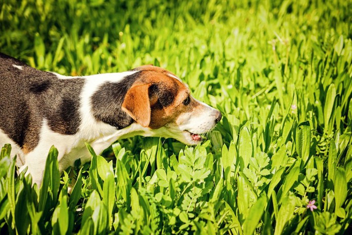 草むらに入って草を食べようとする犬