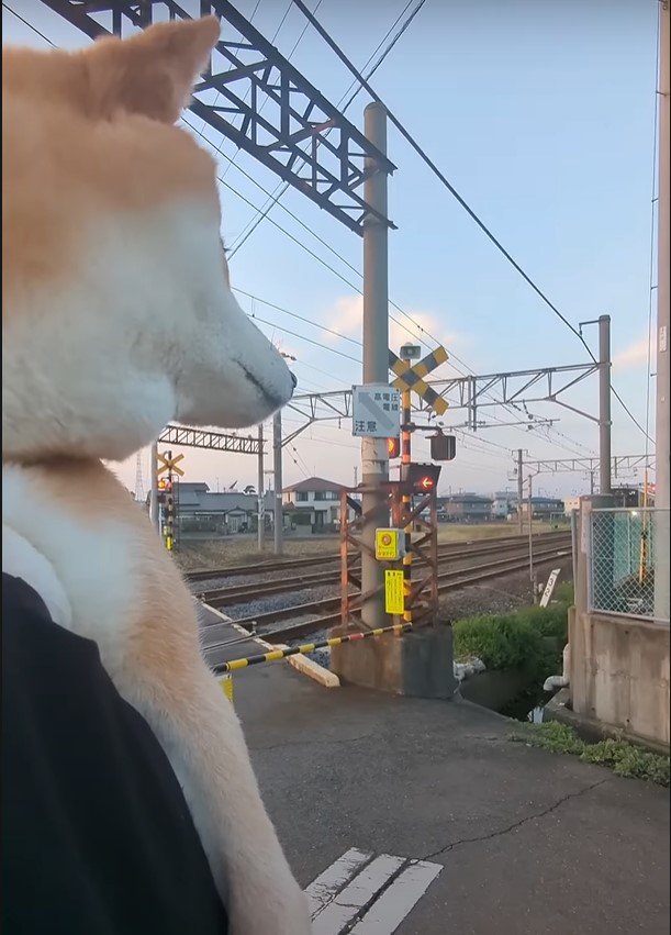 線路を見る犬