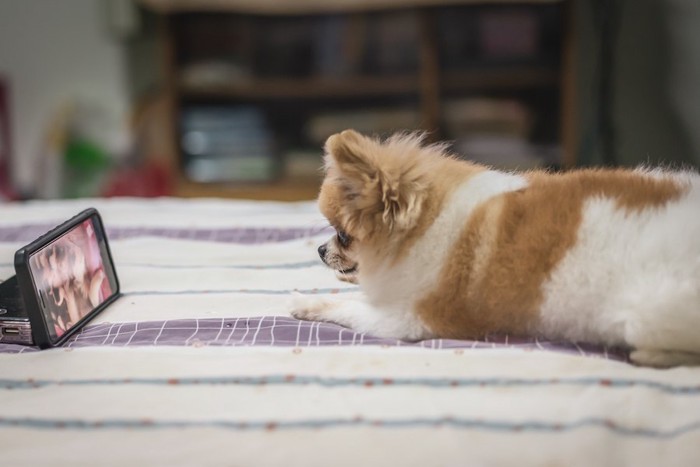 ベッドでポータブルテレビを見る犬
