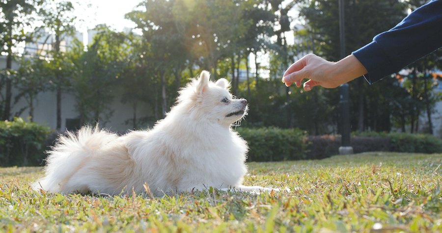 伏せをする白い犬とおやつを持つ人の手