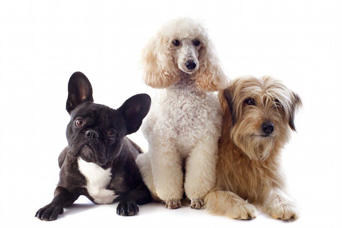 毛の種類が違う三頭の犬