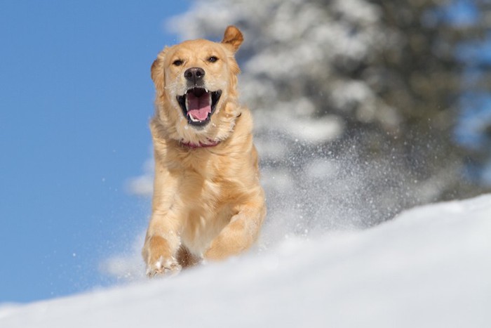 雪原を口を開けて走る犬