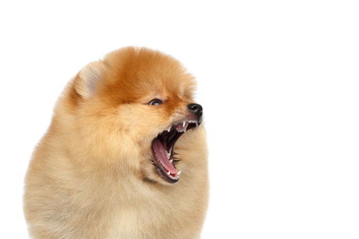 口を大きく開けるポメラニアンの子犬