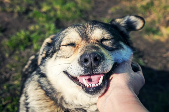 撫でられて嬉しそうな笑顔を見せる犬