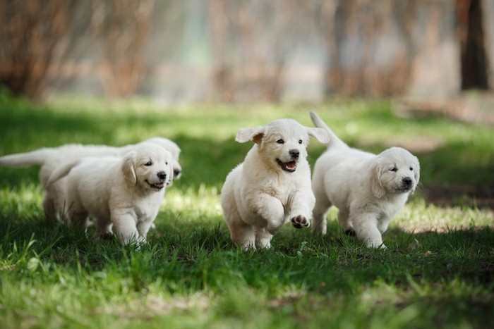 芝生を走る子犬たち