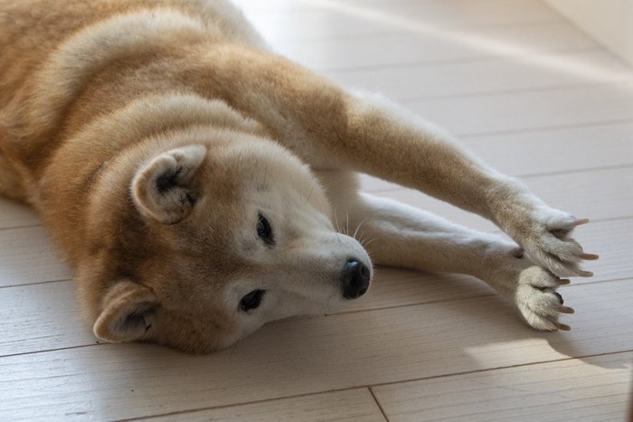 床に寝て伸びをする柴犬