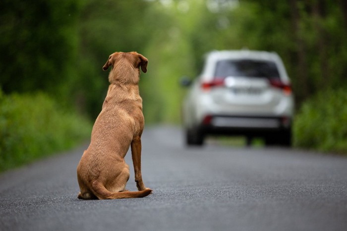 道路に置き去りにされる犬