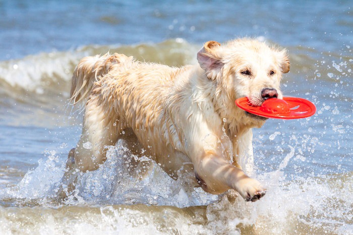 浜辺でフリスビーをくわえている犬