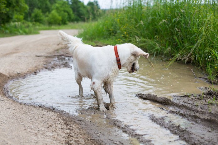 泥の水たまりに入る犬