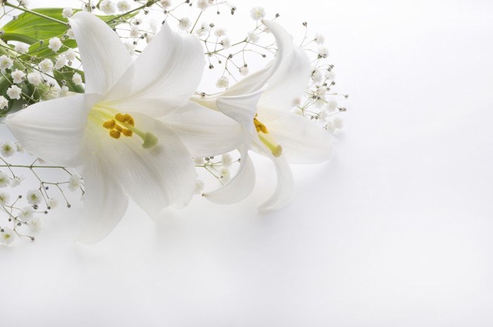白いユリの花