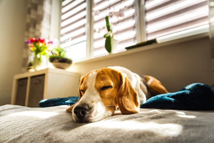 日光の当たる場所で眠る犬