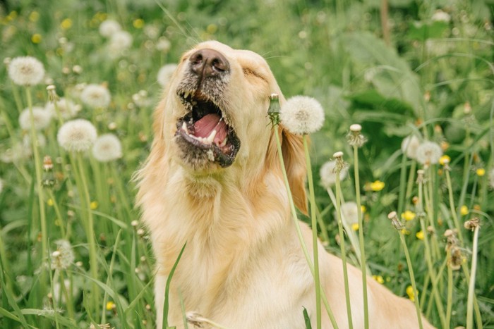 たんぽぽ畑の中でくしゃみをする犬