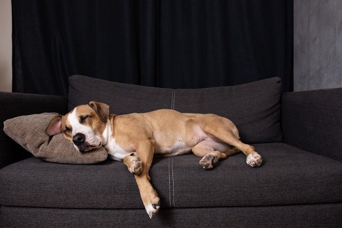 枕を使ってソファーで寝転ぶ犬