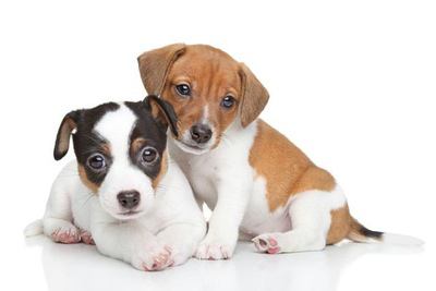 寄り添う２匹のジャックラッセルテリアの幼犬