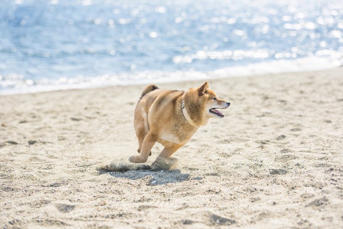 ビーチを走る柴犬