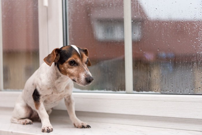 雨の日に窓際にいる犬