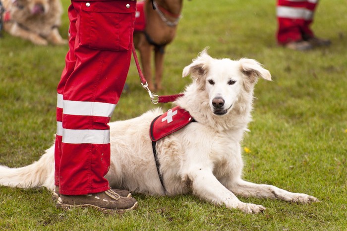 訓練中の災害救助犬