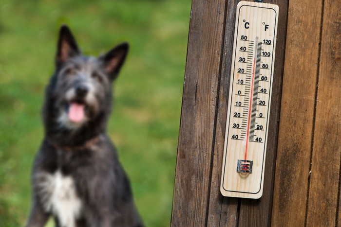 温度計と犬