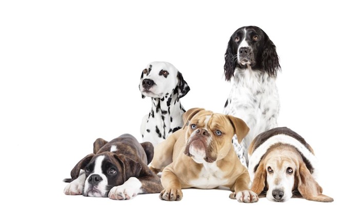 様々な外見の垂れ耳の5匹の犬