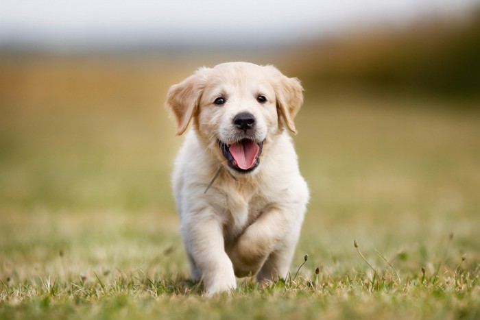 芝生を走る子犬