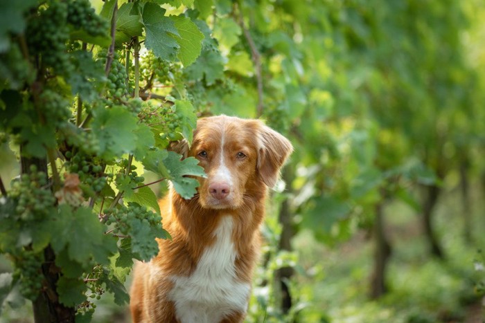 ブドウ畑の中の犬