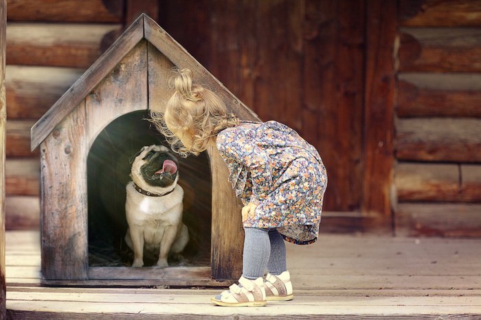 犬小屋の犬を覗く少女