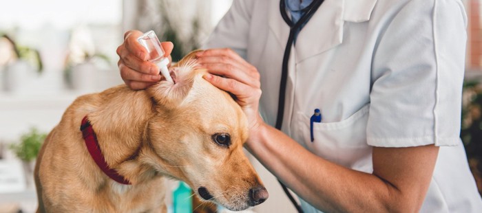 耳の治療をされる犬
