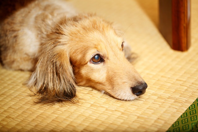 畳の上でリラックスする犬