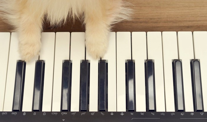 犬の手と鍵盤