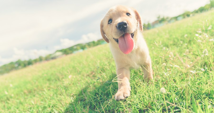 芝生の上を楽しそうに歩く子犬