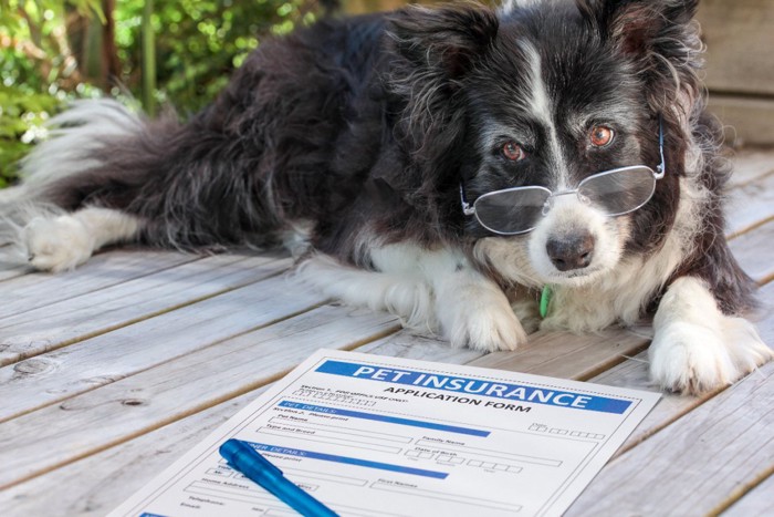 メガネをかけた犬と書類