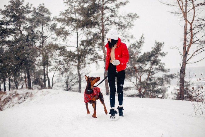 雪の中を散歩する犬と女性
