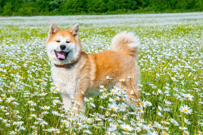 たくさんの白い花と秋田犬