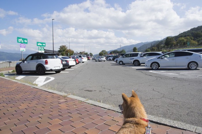 柴犬と駐車されたたくさんの車
